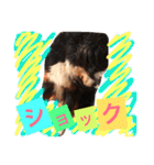 バーニーズ犬ジョンの言葉2（個別スタンプ：23）