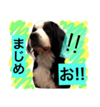 バーニーズ犬ジョンの言葉2（個別スタンプ：25）