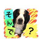 バーニーズ犬ジョンの言葉2（個別スタンプ：27）