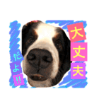 バーニーズ犬ジョンの言葉2（個別スタンプ：29）