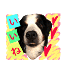 バーニーズ犬ジョンの言葉2（個別スタンプ：30）