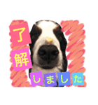 バーニーズ犬ジョンの言葉2（個別スタンプ：31）