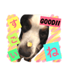 バーニーズ犬ジョンの言葉2（個別スタンプ：32）