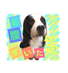 バーニーズ犬ジョンの言葉2（個別スタンプ：33）