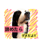 バーニーズ犬ジョンの言葉2（個別スタンプ：35）