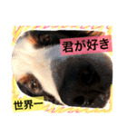 バーニーズ犬ジョンの言葉2（個別スタンプ：36）