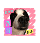 バーニーズ犬ジョンの言葉2（個別スタンプ：39）