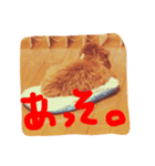 タイニープードルのふうた☺︎（個別スタンプ：6）