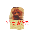 タイニープードルのふうた☺︎（個別スタンプ：9）