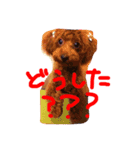 タイニープードルのふうた☺︎（個別スタンプ：10）