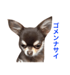 チワワのマロくん 2（個別スタンプ：8）