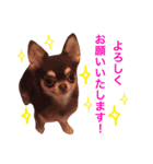 チワワのマロくん 2（個別スタンプ：10）