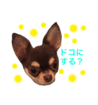 チワワのマロくん 2（個別スタンプ：12）