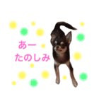チワワのマロくん 2（個別スタンプ：13）