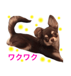 チワワのマロくん 2（個別スタンプ：14）