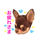 チワワのマロくん 2（個別スタンプ：18）