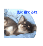 チワワのマロくん 2（個別スタンプ：19）