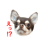 チワワのマロくん 2（個別スタンプ：23）