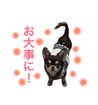 チワワのマロくん 2（個別スタンプ：27）