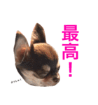 チワワのマロくん 2（個別スタンプ：33）