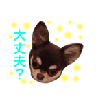 チワワのマロくん 2（個別スタンプ：40）