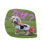 Kaninchen Dachshund（個別スタンプ：22）