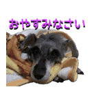 ミニチュアシュナウザーP 日常スタンプ（個別スタンプ：5）