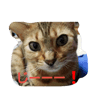 元気な猫さんたち（個別スタンプ：2）