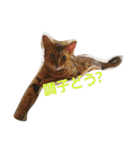 元気な猫さんたち（個別スタンプ：4）