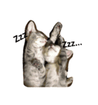 元気な猫さんたち（個別スタンプ：5）