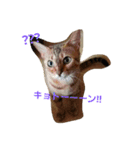 元気な猫さんたち（個別スタンプ：7）