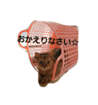 元気な猫さんたち（個別スタンプ：8）
