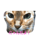 beru@（個別スタンプ：1）