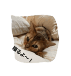 beru@（個別スタンプ：2）