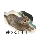 beru@（個別スタンプ：5）