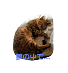 beru@（個別スタンプ：8）