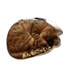 おねむなにゃんこ❤（個別スタンプ：3）
