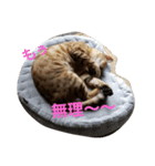 おねむなにゃんこ❤（個別スタンプ：6）