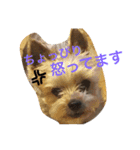 ごんちゃんVer.2（個別スタンプ：7）
