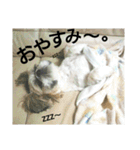 シーズーのふうたの日常生活3（個別スタンプ：2）