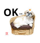 シーズーのふうたの日常生活3（個別スタンプ：3）