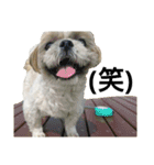シーズーのふうたの日常生活3（個別スタンプ：9）