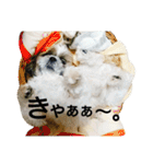 シーズーのふうたの日常生活3（個別スタンプ：10）