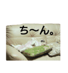 シーズーのふうたの日常生活3（個別スタンプ：25）