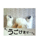 シーズーのふうたの日常生活3（個別スタンプ：27）