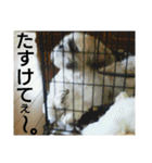 シーズーのふうたの日常生活3（個別スタンプ：32）