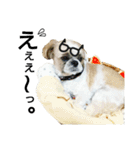 シーズーのふうたの日常生活3（個別スタンプ：37）