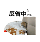 シーズーのふうたの日常生活3（個別スタンプ：38）