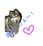 huskydock（個別スタンプ：2）