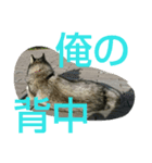 huskydock（個別スタンプ：3）